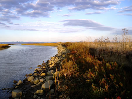 restoring a wetland