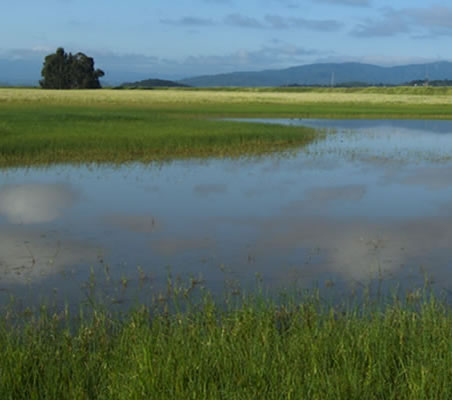 restoring a wetland