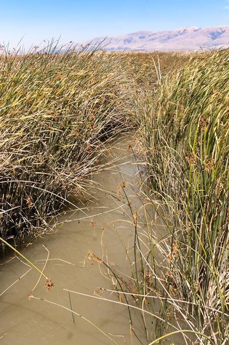 restoring a wetland