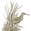 Marin Audubon Society