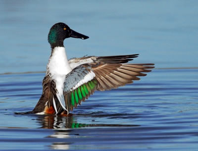 Northern shoveler